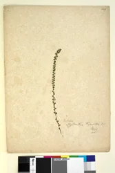 Seite 249. Vielleicht Phyllanthus thymoides